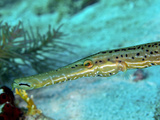 Trumpetfish (Aulostomus Maculatus) Close-Up of Head