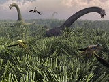 Diplodocus Dinosaurs of the Sauropod Family
