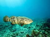 A Goliath Grouper Effortlessly Floats by a Shipwreck Off the Coast Key Largo  Florida
