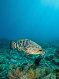 A Goliath Grouper Effortlessly Floats by a Shipwreck Off the Coast Key Largo  Florida