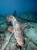 A Goliath Grouper Effortlessly Floats over a Shipwreck Off the Coast Key Largo  Florida