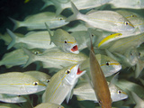 A School of Smallmouth Grunts  Key Largo  Florida