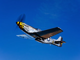 A P-51D Mustang Kimberly Kaye in Flight