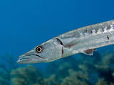 Close-Up View of a Great Barracuda