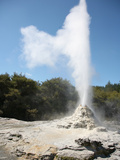 Lady Knox Geyser  Wai-O-Tapu Geothermal Area  Taupo Volcanic Zone  New Zealand