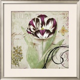 Tulipa II