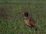 Portrait of a Male Pheasant  Phasianus Colchicus