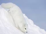 Arctic Fox (Alopex Lagopus) on Snow Drift  Tundra  Arctic