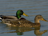 Male and Female Mallard Ducks  Anas Platyrhynchos  Swimming
