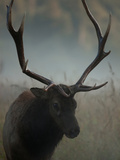 A Roosevelt Elk in an Old Growth Redwood Forest