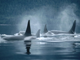 Orca (Orcinus Orca) Group Surfacing  Johnstone Strait  British Columbia  Canada
