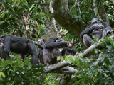 After Morning Feeding  Sated Chimps Socialize in the Canopy