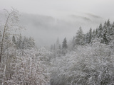 A Rare Snow Blankets Del Norte Redwoods State Park