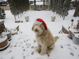 A Dog Wearing a Santa Hat Sitting in the Snow