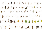 Deciduous Forest Species Collected Within a One Cubic Foot Container