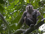 As Rain Falls  a Chimp Adds to the Calls Ringing Through the Forest
