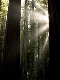 Bull Creek Flats  Home to Many of the Tallest Redwood Trees on Earth