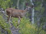 Portrait of a White-Tailed Deer  Odocoileus Virginianus