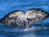 A Narwhal Revealing its Heart-Shaped Fluke During a Deep Dive