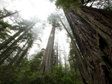 A Redwood Tree Canopy in Prairie Creek Redwoods State Park