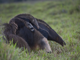 Giant Anteater  Myrmecophaga Tridactyla  Carrying Baby on Her Back
