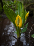 Skunk Cabbage Growing in Prairie Creek Redwoods State Park