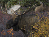 Alaskan Moose: Alces Alces; Denali  Alaska