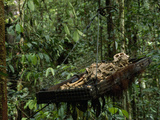 A Container Bearing the Bones of an Orangutan Cleaned by Insects