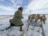 A Nomadic Komi Reindeer Herder  Drives His Team Through Spring Snow