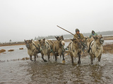 A Nomadic Komi Reindeer Herder Drives Through a Pool on Permafrost