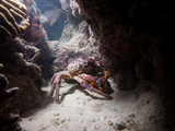 A King Crab Comes Out of Hiding at Night to Search for Food