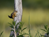 A Least Chipmunk  Tamias Minimus  at Rest on a Tree Limb