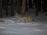 A Coyote in the Snow in Yellowstone National Park