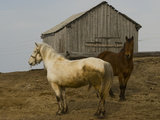 Draft Horses Outside a Barn in Snopa Villages
