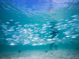 Herring Schooling as Someone Walks in the Sand Behind Them