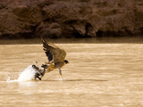 A Peregrine Falcon Picks a Duck Out of the Colorado River