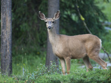Portrait of a White-Tailed Deer  Odocoileus Virginianus