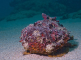 A Stone Fish  Venomous and Deadly If Stepped On
