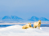 Rare White Wolves of Ellesmere Island