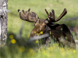Northwestern Moose  Alces Alces Andersoni  at Rest in the Grass