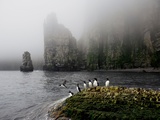 Brunnich's Guillemots Along the Shore of Bjornoya
