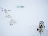 Sled Dogs Weather the Biggest Blizzard in 16 Years
