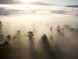 The Largest Patch of Old Growth Redwoods Remaining