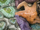 Close Up of Ochre Sea Star and Giant Green Anemone on Combers Beach