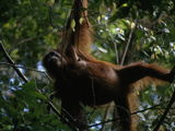 A Female Orangutan  Pongo Pygmaeus  Dangling in a Tree