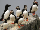 A Razorbill  Alca Torda  Sits Among a Group of Atlantic Puffins