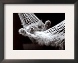 Cat Nap II
