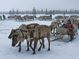 Komi Herding Clan Matriarch Prepares to Drive a Train of Sleds