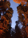 Giant Redwood Trees known as Crown Jewel and the Beast