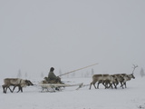A Komi Reindeer-Herder on the Tundra in Heavy Whiteout Fog